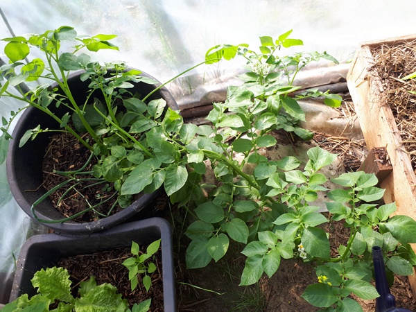 Potato plant in a mortar bucket in a greenhouse