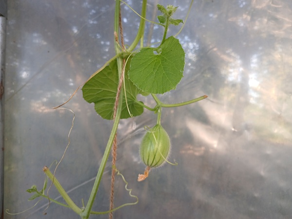A small sugar melon hanging of its vine in front of a greenhouse wall