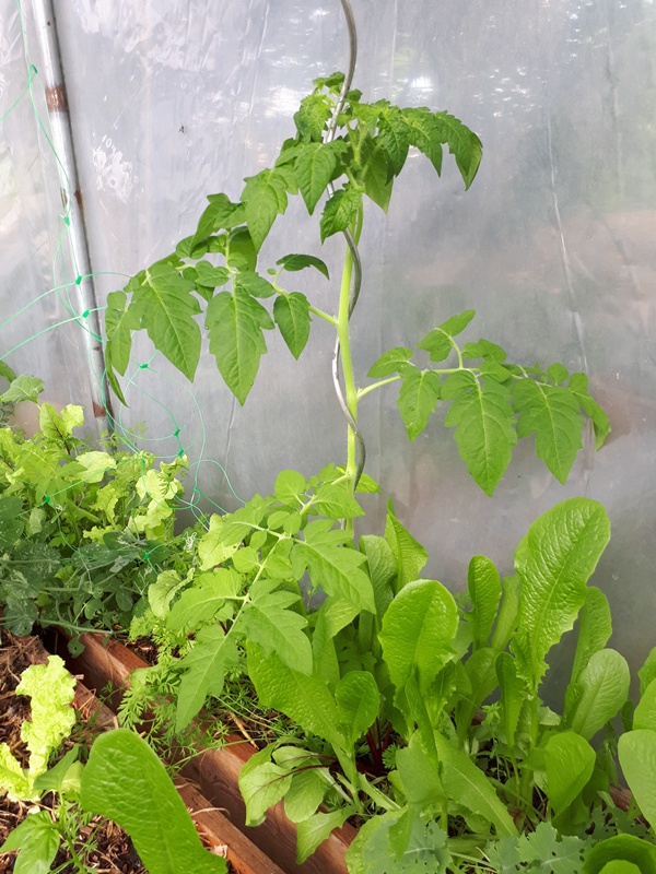 Tomato plant supported by a tomato stick with lettuce growing at its feet in a greenhouse