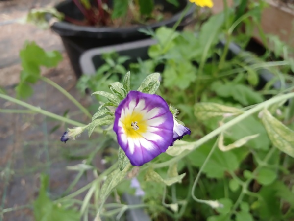 Yellow white purple flower blooming in a mortar bucket