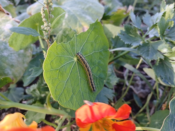 Caterpillar eating on a nasturtium leaf