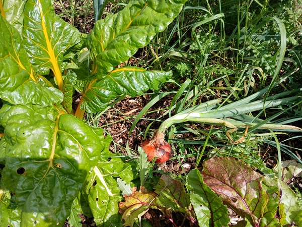 Chard and an onion ready for harvest in an overgrown garden patch