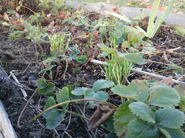 Raised bed with chives, strawberries and iris