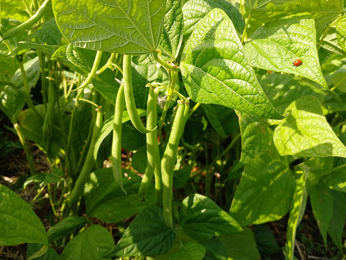 Growing season 2024: The compost bed in our garden&nbsp;3