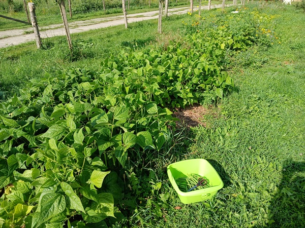 A garden bed packed with green bean plants and a harvesting tub with harvested green beans