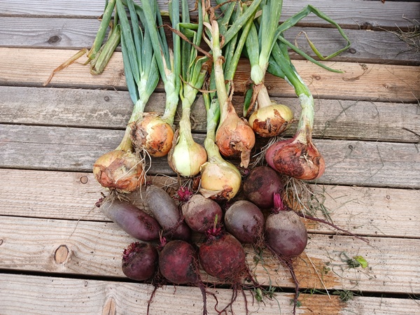 Freshly harvested onions and red beets displayed on a wooden table