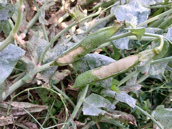 Pea plants lying on the ground with pea pots eaten at by slugs
