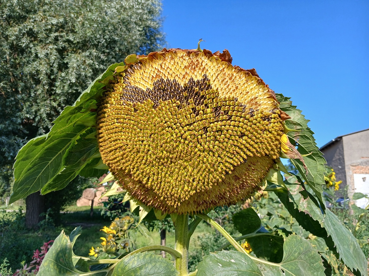 A big sunflower head against a blue sky, where the seed is partially eaten out and partially is still ripening