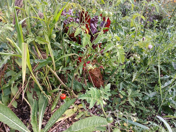 Tomato plant cooping in an overgrown garden patch