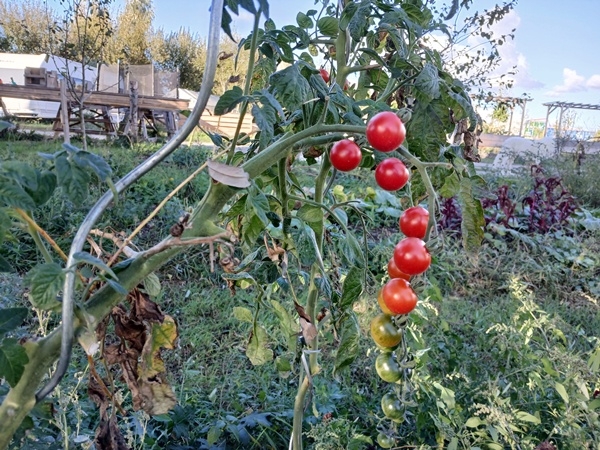 A vine with red and green tomatoes