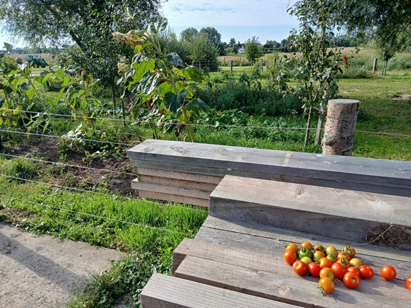 Some tomatoes lying in the sun to ripen some more on a stack of wooden boards against a green garden