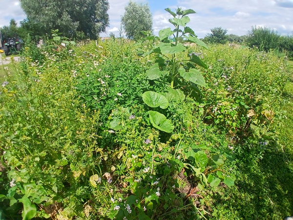 Chaotic garden patch with a sunflower and a pumpkin in the front