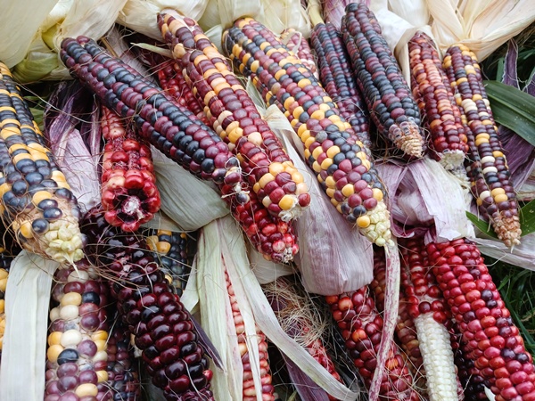 A bunch of colourful corn cobs