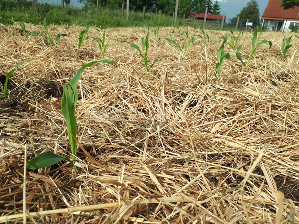 Garden patch mulched with hay, with corn seedlings planted in it