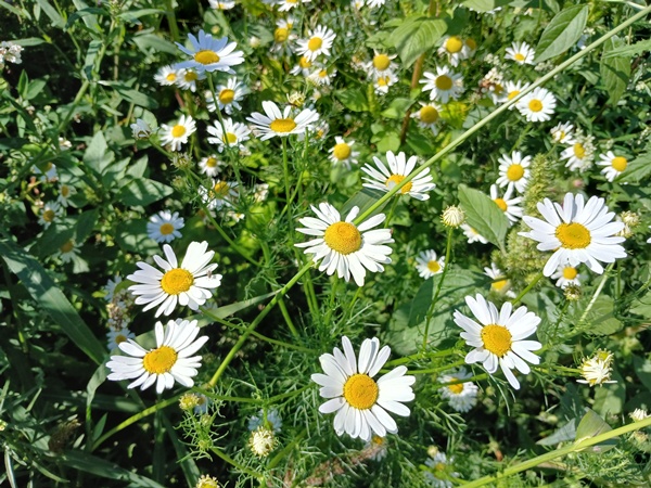 A group of flowering daisies