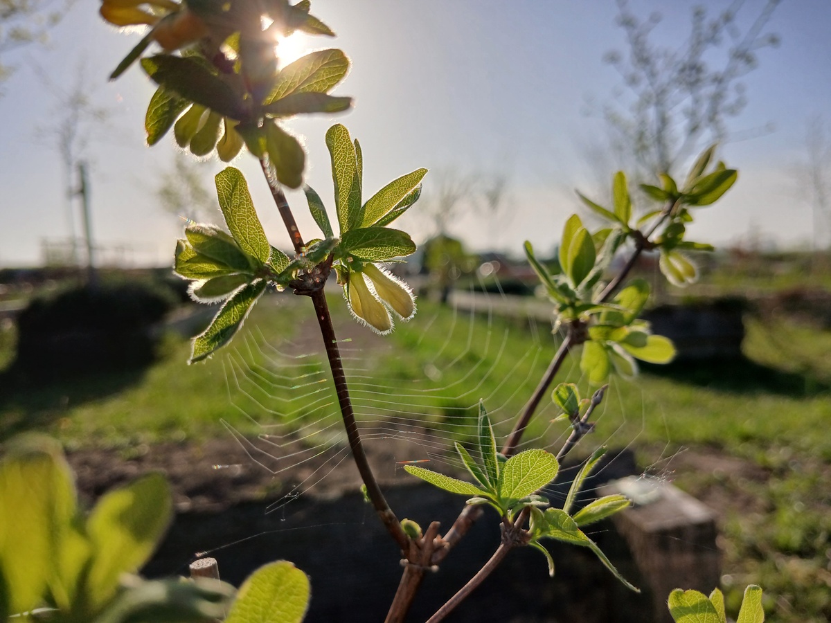 The Honeyberry is&nbsp;blooming