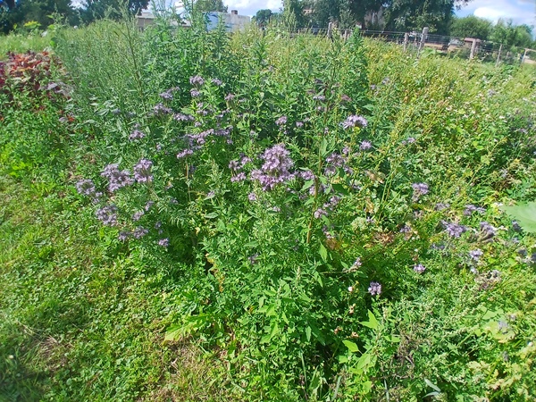 A chaotic garden patch with a bunch of phacelia blooming in the front
