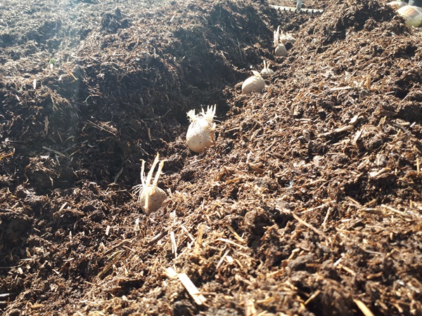 Sprouting potatoes positioned in a planting ditch