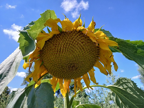 A sunflower head at the end of its blooming time against a blue sky