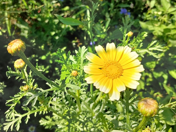 A bright, 2 shades of yellow flower