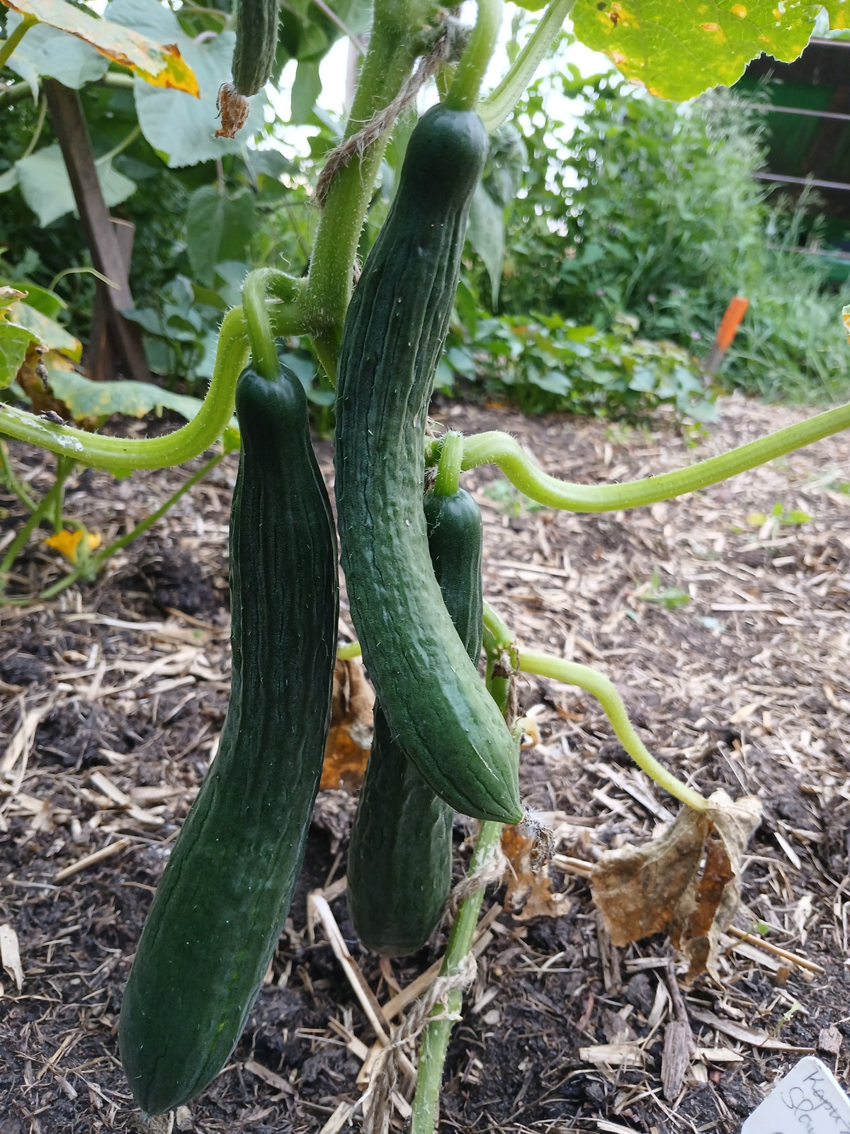Growing season 2024: the corner bed in our garden&nbsp;4