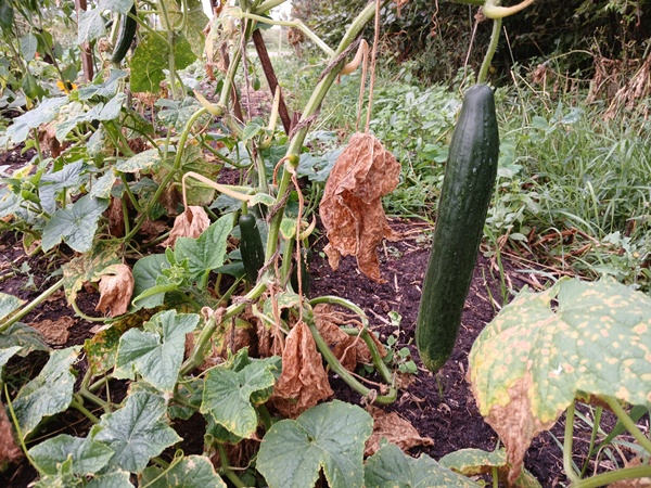 A cucumber ready for harvest hanging of a cucumber vine with diseased leaves