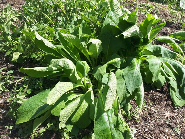 A big bush of Humphrey with potatoes in the back