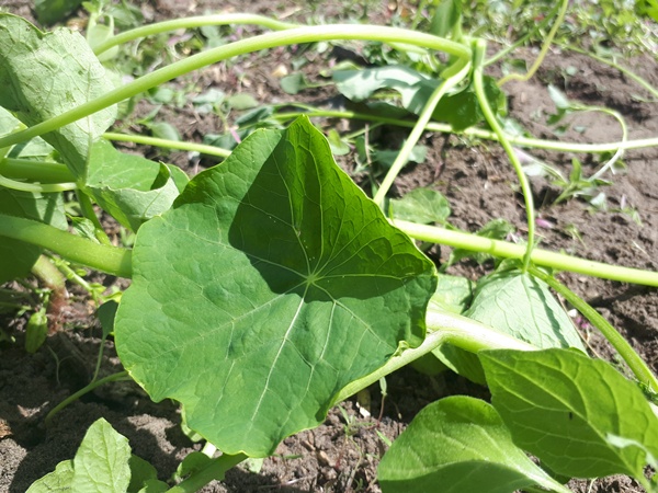 A nasturtium on black soil