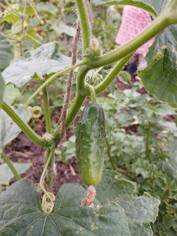 A ready for harvest pickling cucumber hanging of its vine