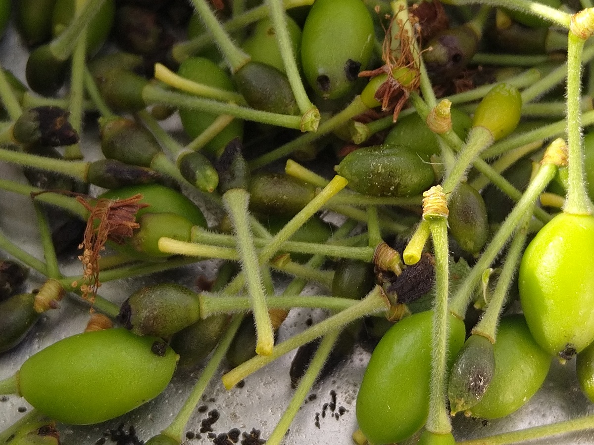 Just forming plum fruit partially dried in and with a little hole in them infested by plum moth maggots (Grapgolita funebrana)