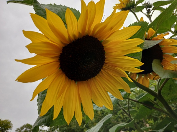 Yellow sunflower with a dark core against a grey sky