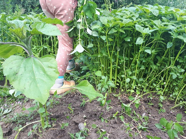 A child’s legs in front of hip high weeds and a sunflower in front at the left