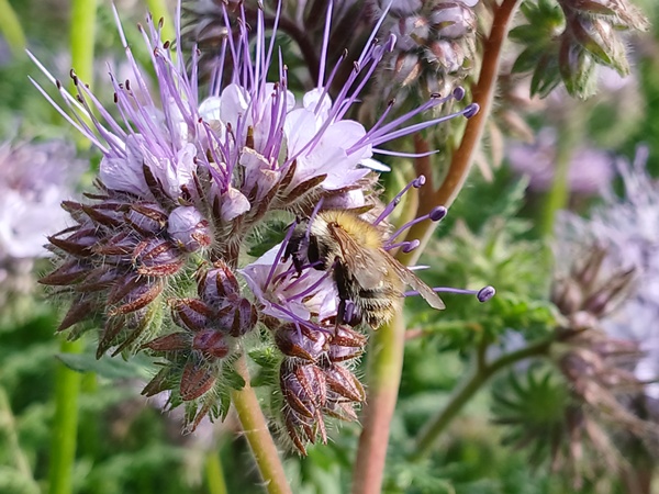A bee drinking nectar from a phacelia flower