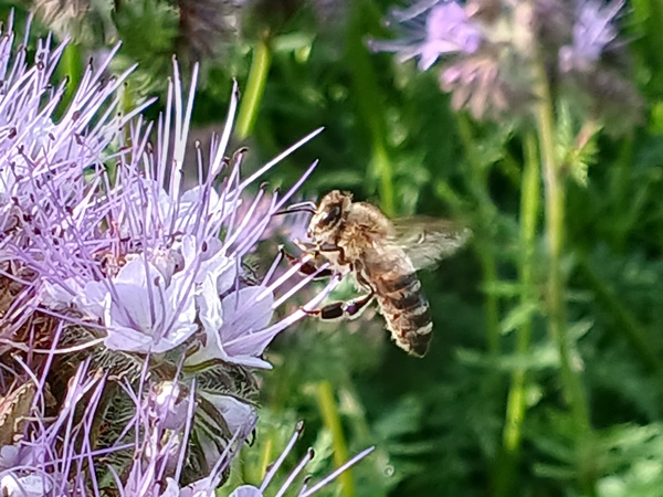 A bee flying to a phacelia flower