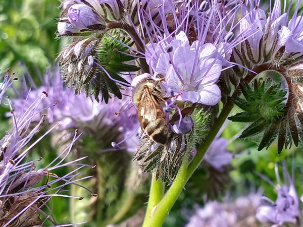 A bee drinking nectar from a phacelia flower