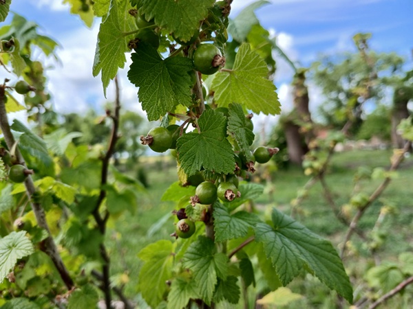 A black currant twig with, still unripe, berries