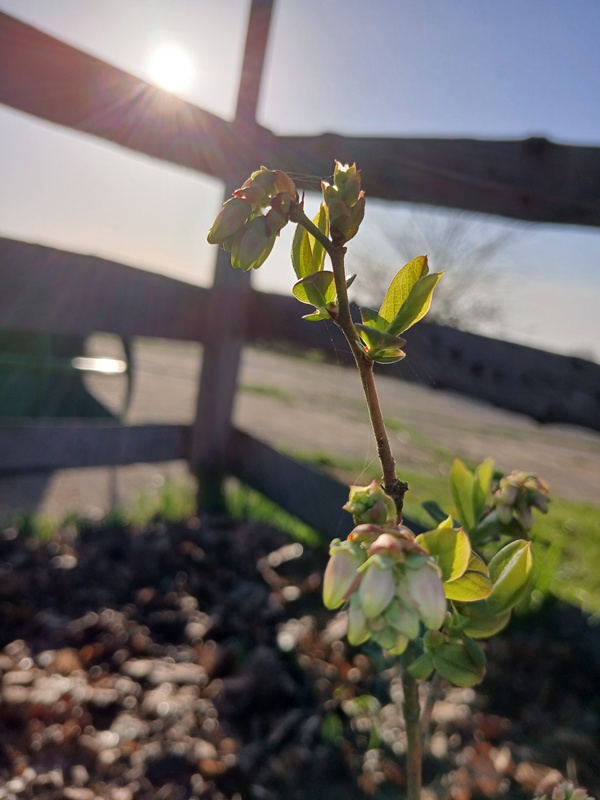 A blueberry twig with flowers with the sun in the background