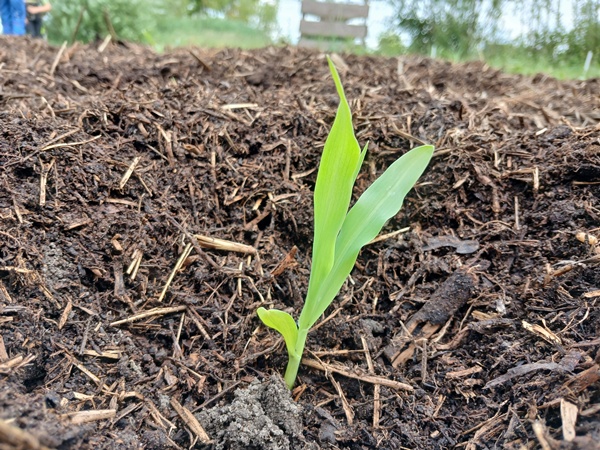 Corn seedling planted in soil and surrounded by compost