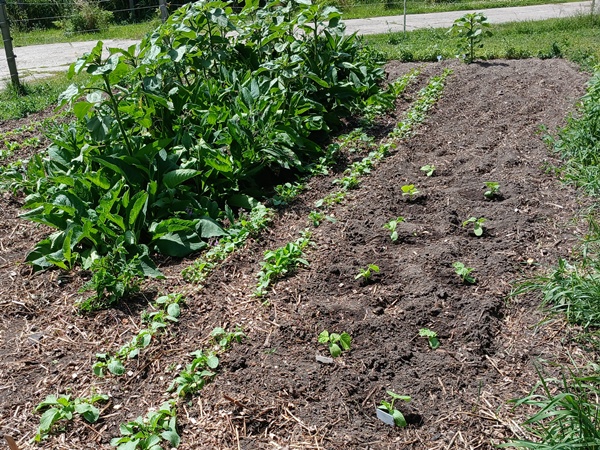 2 rows of small cucumber plants in a garden accompanied by 2 rows of carrots and radishes and a lot of comfrey in the back