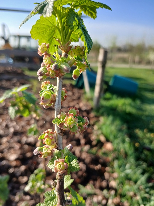 A black currant twig with flowers