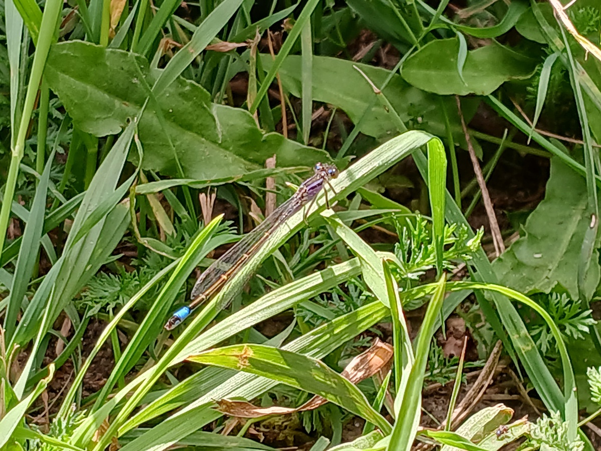 A beautiful blue ringed&nbsp;dragonfly