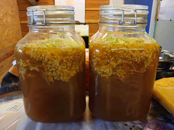 2 glass jars filled with apple juice with elderflowers floating in it
