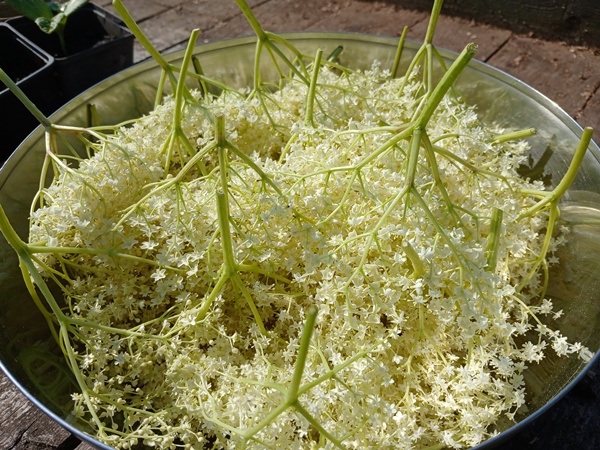 A bowl filled with picked elderflowers