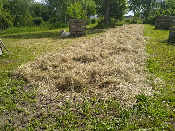A long garden bed covered with hay mulch, grass around it and a Great Pyrenees in the background