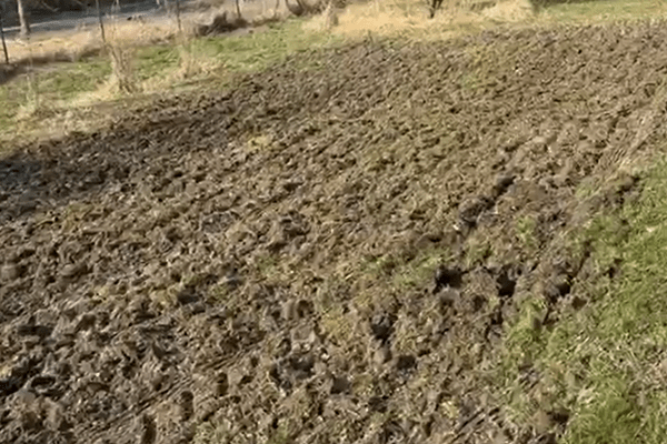Soil broken up once by a disc harrow