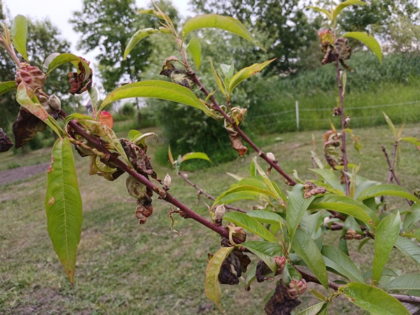 A part of a peach tree with some healthy looking leaves and some wilted leaves