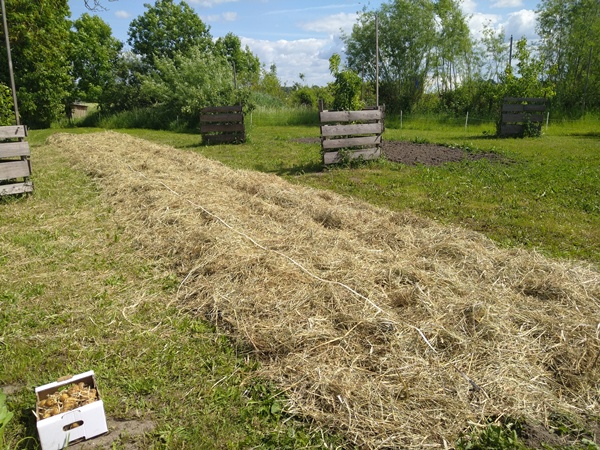 A long garden bed covered with hay mulch, grass around it, a measuring tape laying over it and a box with sprouted potatoes sitting beside it