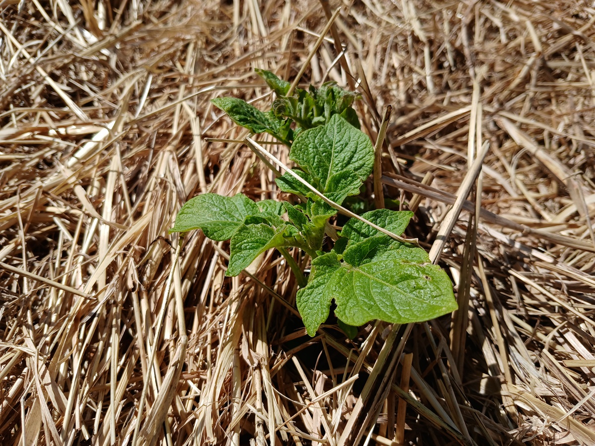 Potato popping trough the&nbsp;hay