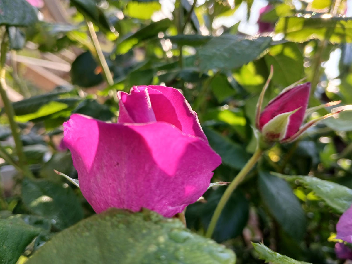 A pink Rosebud starting to bloom with a still closed rosebud in the background