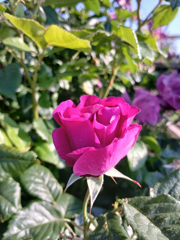 A pink rosebud half way to blooming